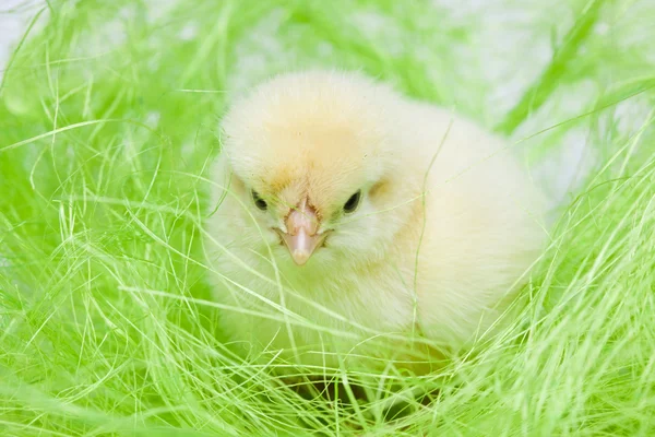 Vrolijk Pasen, kippen — Stockfoto
