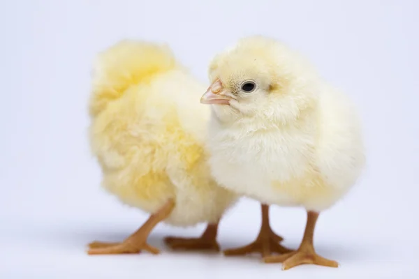 Feliz Pascua, pollos — Foto de Stock