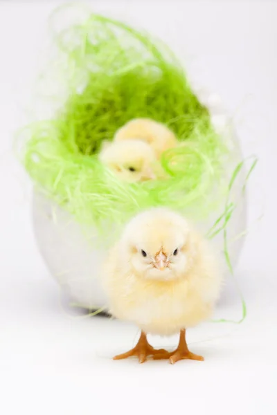 Paşte fericit, găini — Fotografie, imagine de stoc
