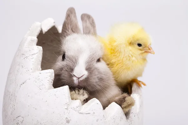 Курча і кролик — стокове фото