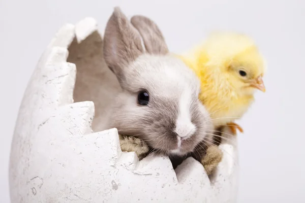 Цыпленок и зайчик — стоковое фото