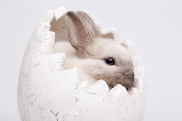 Bebek tavşan — Stok fotoğraf