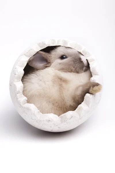 Baby Bunny — Stock Fotó