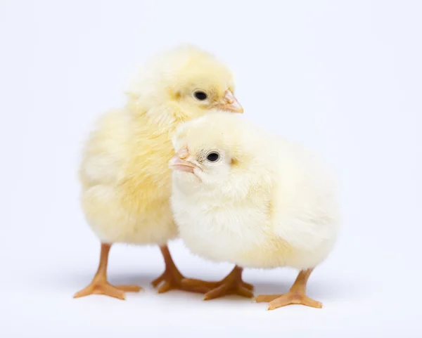 Unge kyllinger – stockfoto