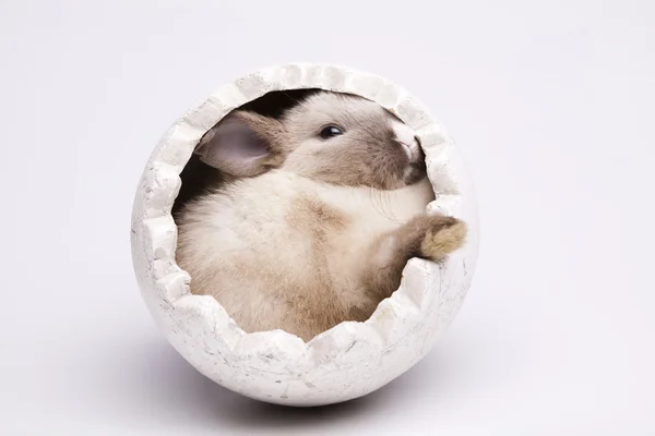 아기 토끼 — 스톡 사진