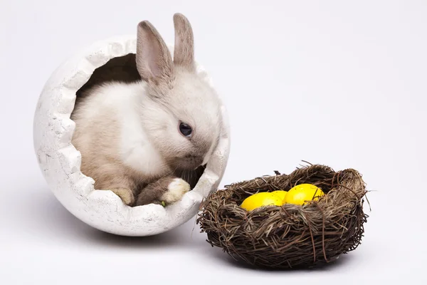 กระต่ายเด็ก — ภาพถ่ายสต็อก
