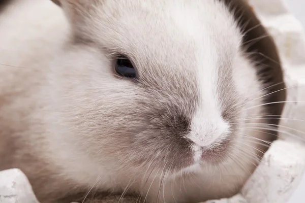 Baby królik — Zdjęcie stockowe
