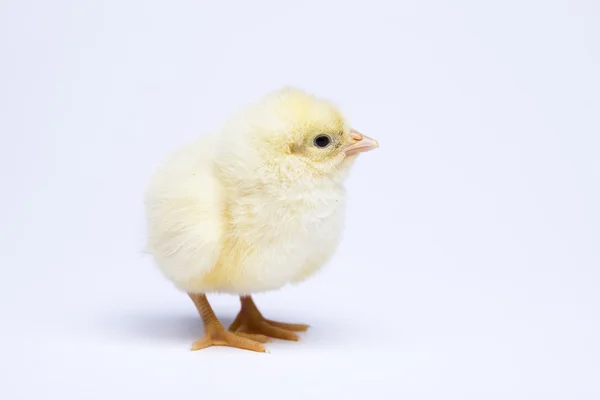 Unge kyllinger – stockfoto
