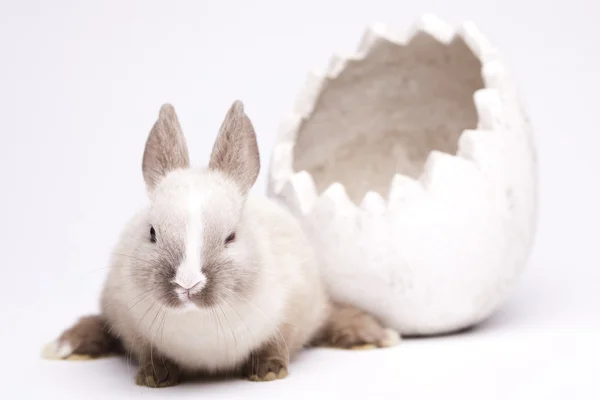 Baby królik — Zdjęcie stockowe
