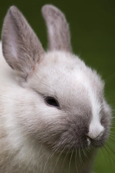Baby Bunny — Stockfoto