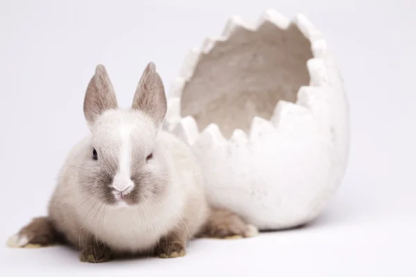 Petit lapin, Pâques — Photo