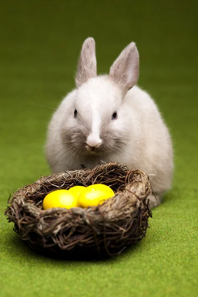 Kleine konijntje, Pasen — Stockfoto