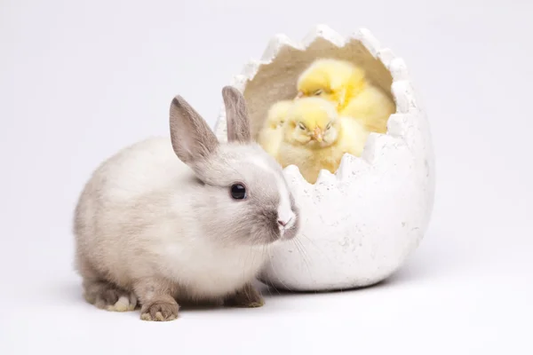 Happy Easter. Chickens in bunny — Stock Photo, Image