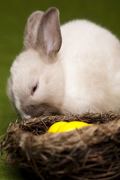 Küçük tavşan, Paskalya — Stok fotoğraf