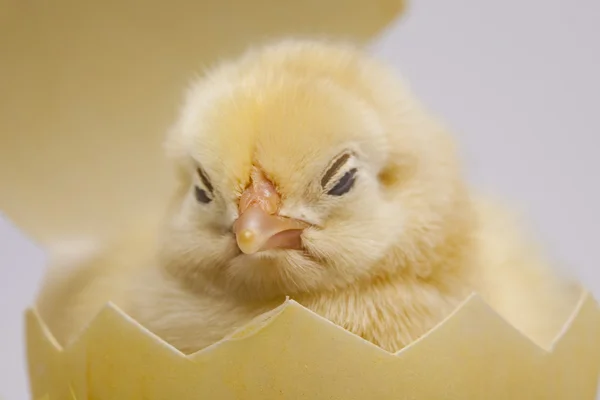 Kycklingar — Stockfoto