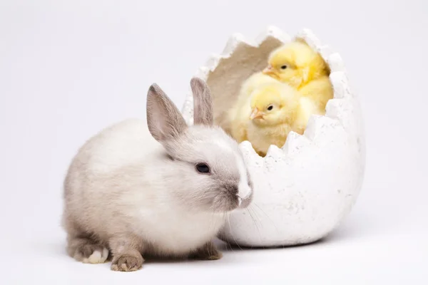 Veselé velikonoce. kuřata v zajíček — Stock fotografie