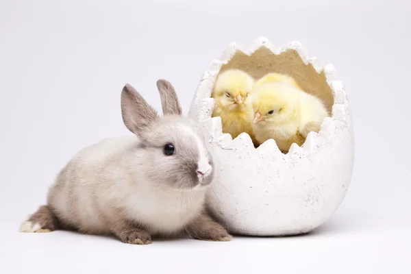 Glad påsk. kycklingar i bunny — Stockfoto