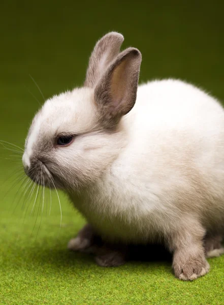 작은 토끼, 부활절 — 스톡 사진