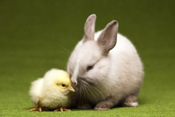З Великоднем. Курчата у кролика — стокове фото