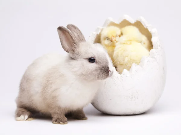 Feliz Pascua. Pollos en conejo —  Fotos de Stock