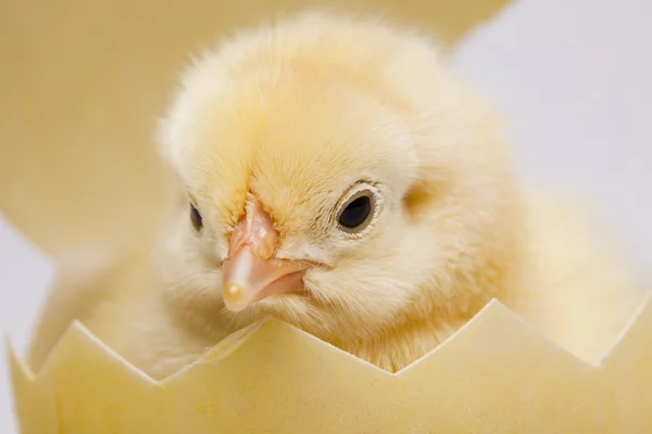 Young Chick Portrait — Stock fotografie