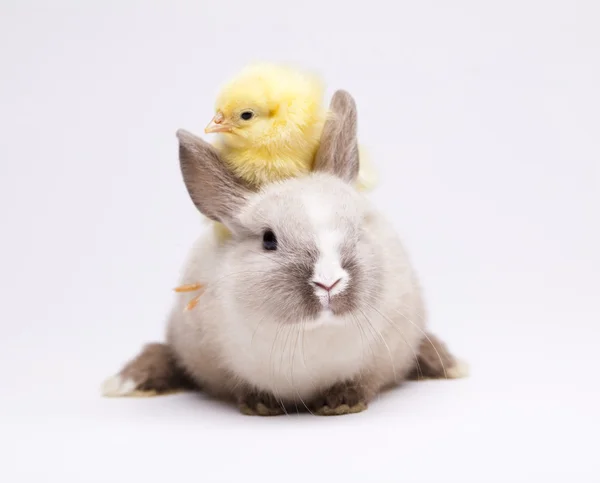 Conejo en el polluelo — Foto de Stock