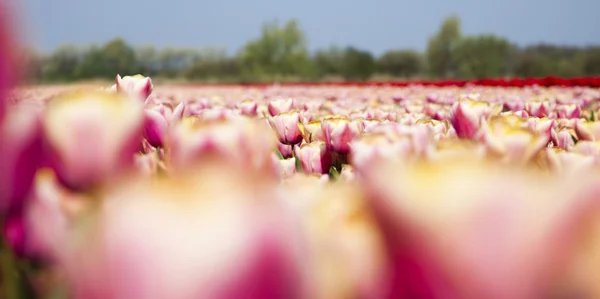 Flores están floreciendo en el campo, tulipanes Fotos De Stock
