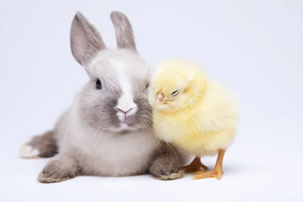 병아리 흰색 배경에 부활절 토끼 로열티 프리 스톡 사진