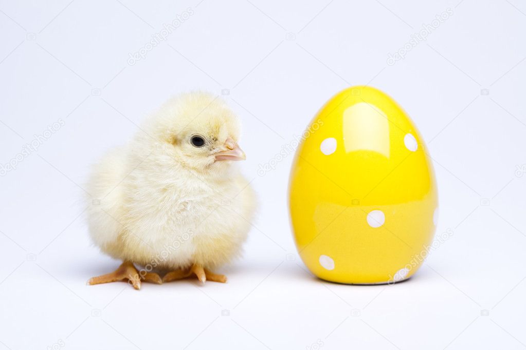 Happy Easter, Chickens