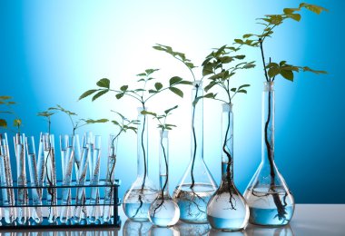Plant growing in test tubes in a laboratory clipart