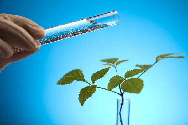 Bir laboratuvar test tüpleri büyüyen bitki — Stok fotoğraf