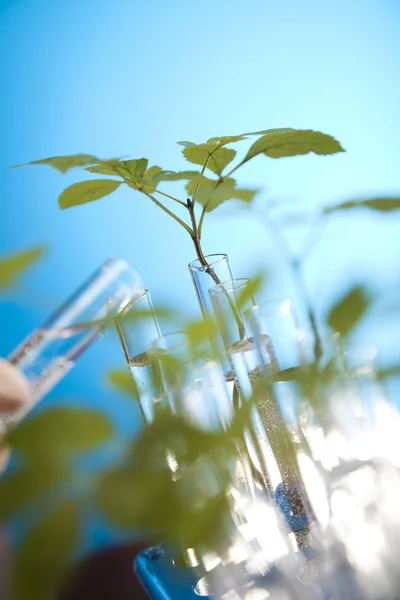 Roślina rośnie w probówkach w laboratorium — Zdjęcie stockowe