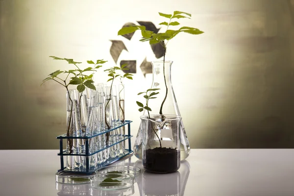 Plante poussant dans des éprouvettes en laboratoire — Photo