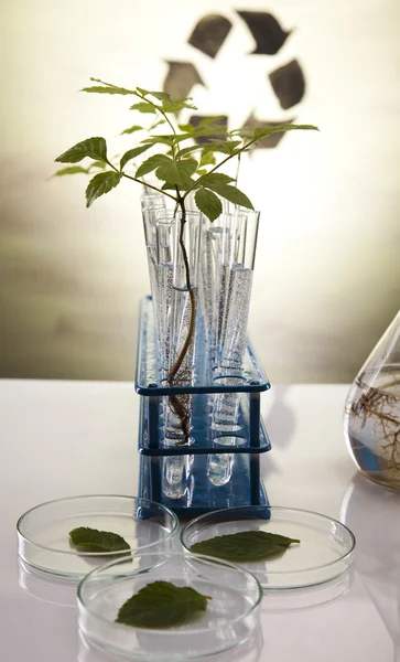 Plant growing in test tubes in a laboratory — Stock Photo, Image
