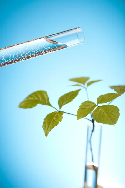 Planta que cresce em tubos de ensaio em laboratório — Fotografia de Stock
