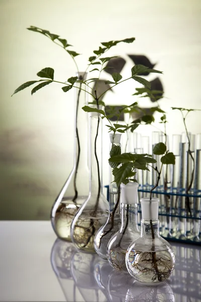 Рослини, що ростуть в пробірках в лабораторії — стокове фото