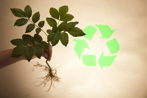 Φυτό και οικολογία, ανακύκλωση — Φωτογραφία Αρχείου