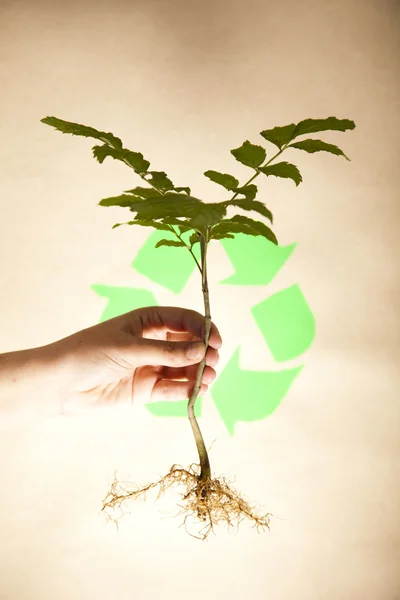 Planta e ecologia, reciclagem — Fotografia de Stock