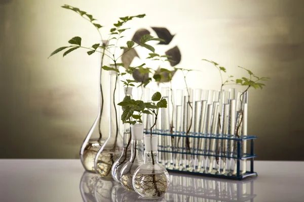 Chemical laboratory glassware equipment, ecology — Stock Photo, Image