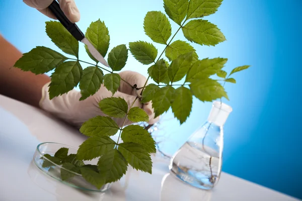Rostliny a laboratorní — Stock fotografie