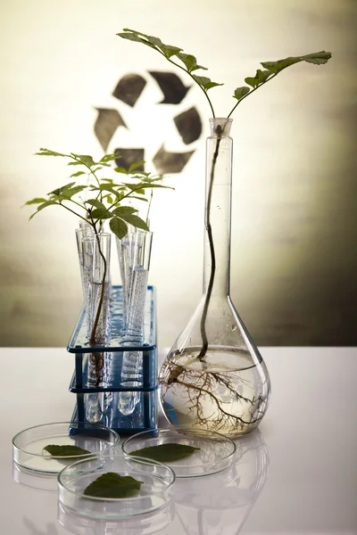 화학 실험실 유리 그릇 장비, 생태 — 스톡 사진