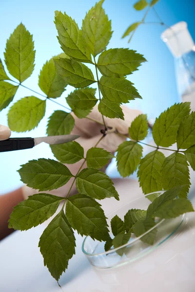 Laboratóriumi üvegeszközök és növény — Stock Fotó