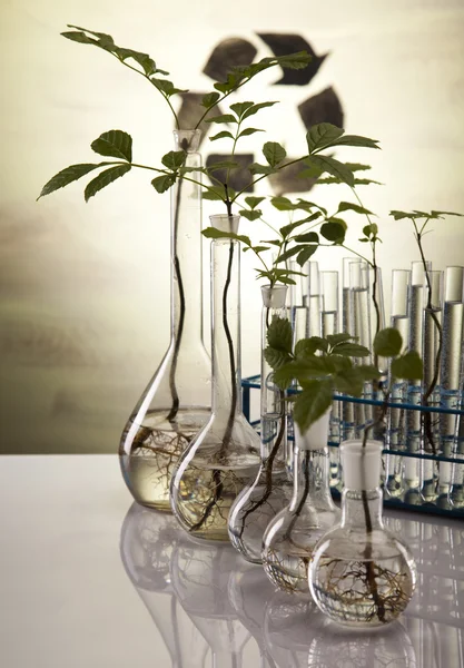 식물 실험실 — 스톡 사진