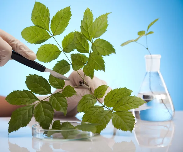 Laboratory glassware and plant — Stock Photo, Image