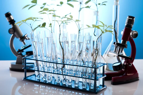 实验室玻璃器皿和植物 — 图库照片