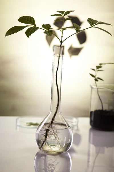 Økologiske laboratorieforsøk på planter – stockfoto