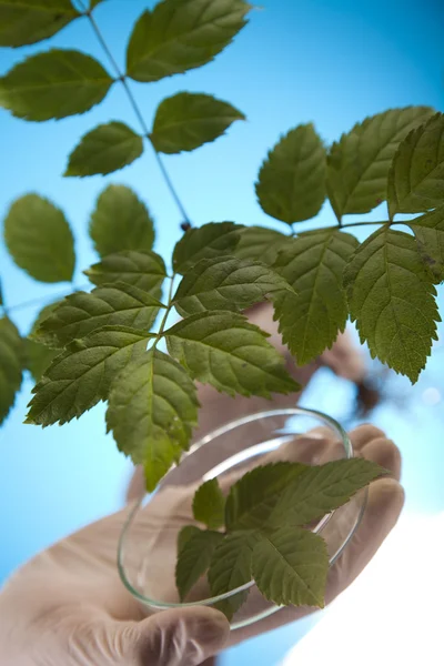 stock image Plant laboratory