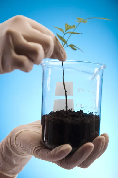 Vidrio de laboratorio que contiene plantas en laboratorio —  Fotos de Stock