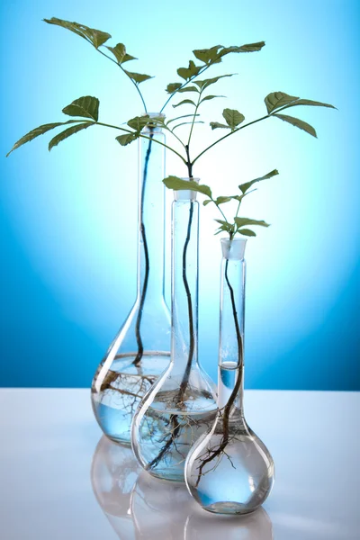 Laboratory glassware containing plants in laboratory — Stock Photo, Image