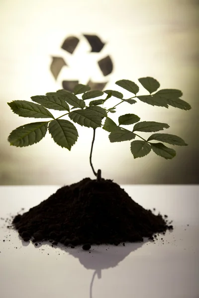 Planta e ecologia, reciclagem — Fotografia de Stock